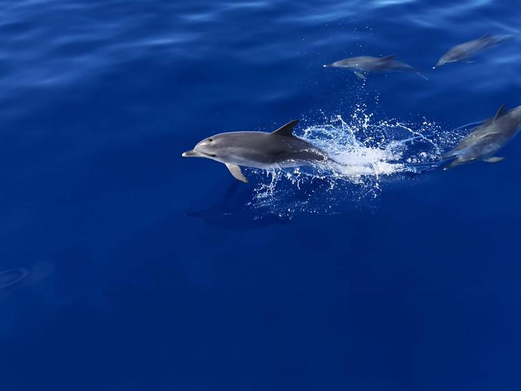 Isla de Lobos Tours — Foto 11