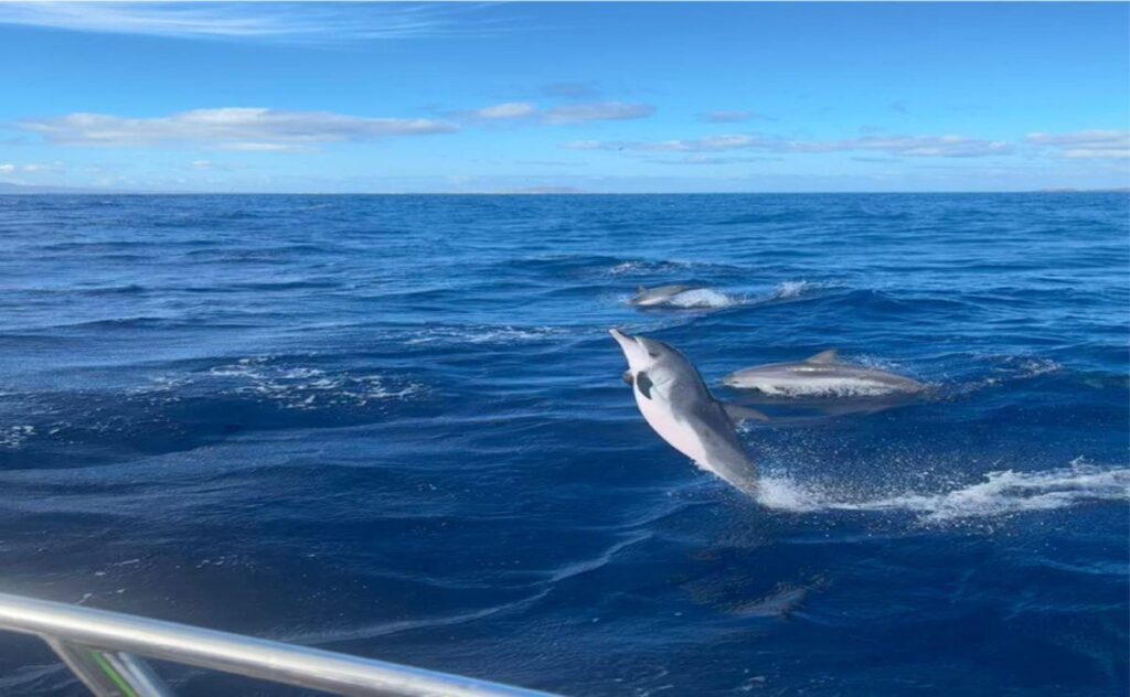 Isla de Lobos Tours — Foto 12